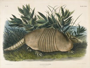Nine-Banded Armadillo, 1848